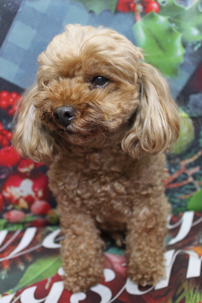 千葉県船橋市のトイプードルのトリミング前画像