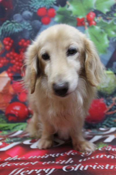 千葉県鎌ケ谷市のミニチュアダックスのトリミング前画像