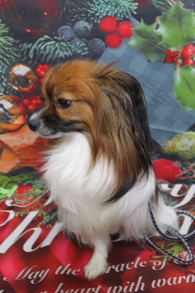 千葉県鎌ヶ谷市のパピヨンのトリミング前画像