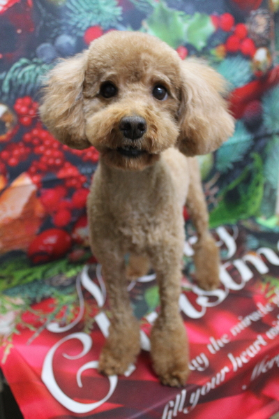 トイプードルブリーダーの成犬、トリミング画像