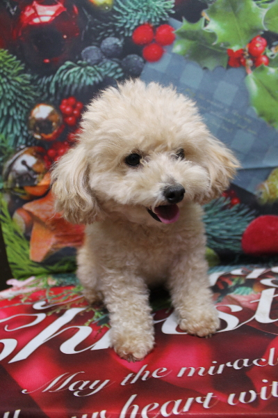 千葉県鎌ケ谷市のトイプードルのトリミング前画像