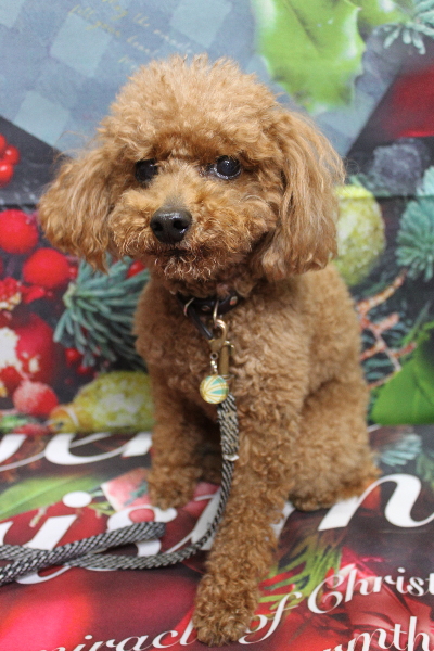 千葉県船橋市のトイプードルのトリミング前画像