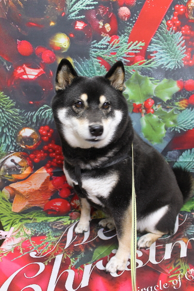 千葉県船橋市の柴犬のトリミング前画像