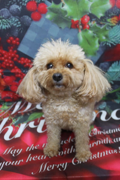 千葉県船橋市のトイプードルのトリミング前画像