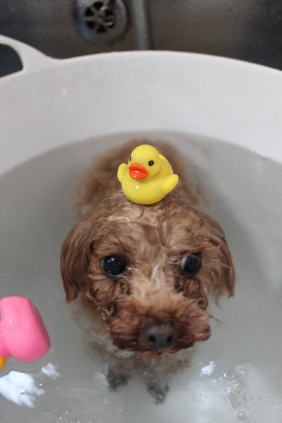 千葉県印西市のトイプードルの炭酸泉画像