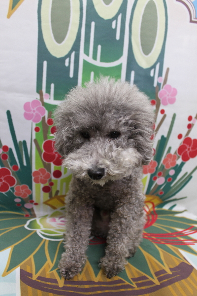 千葉県船橋市のトイプードルのトリミング前画像