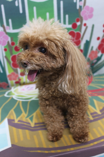 千葉県船橋市のトイプードルのトリミング前画像