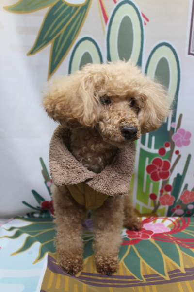 千葉県花見川区トイプードルのトリミング前画像