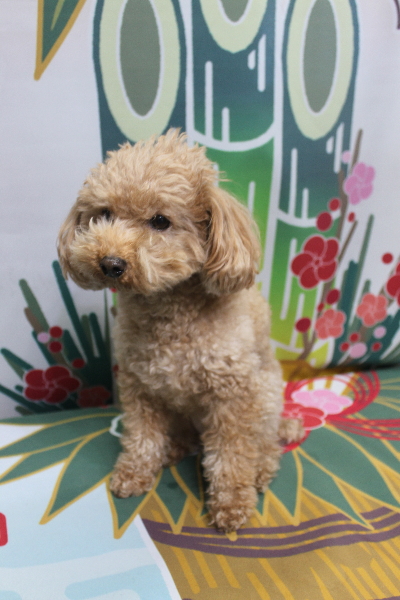 千葉県船橋市のトイプードルのトリミング前画像