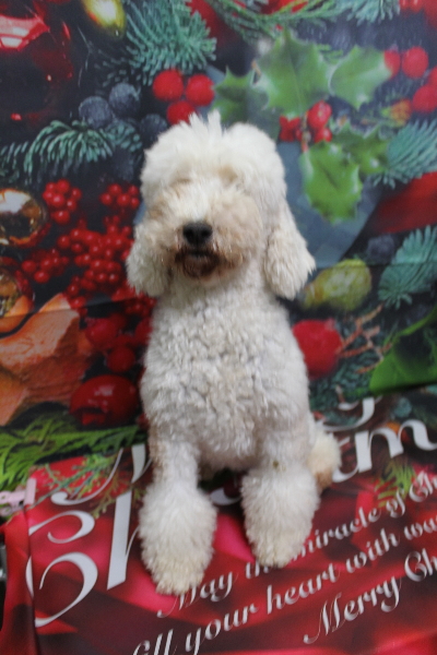 トイプードルブリーダーの成犬、トリミング画像