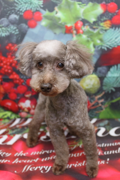 トイプードルブリーダーの成犬、トリミング画像