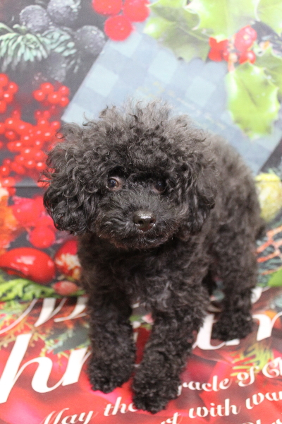 千葉県船橋市のトイプードルのトリミング前画像