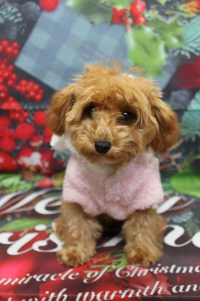 千葉県千葉市のトイプードルのトリミング前画像