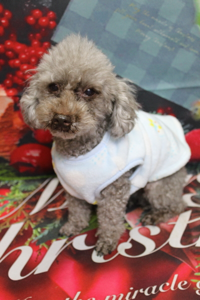 千葉県船橋市のトイプードルのトリミング前画像