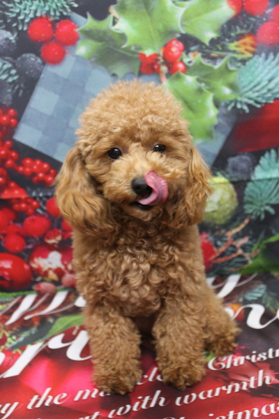 千葉県松戸市のトイプードルのトリミング前画像