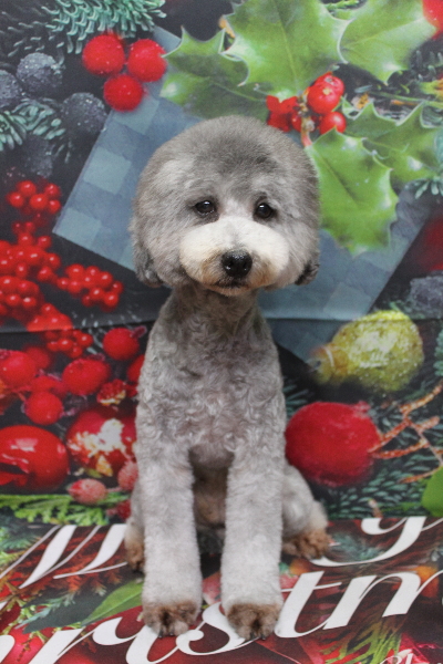 トイプードルブリーダーの成犬、トリミング画像