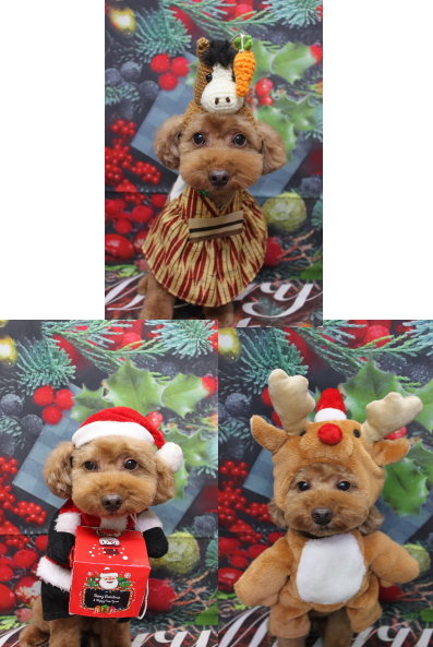 千葉県船橋市のトイプードルのトリミング画像