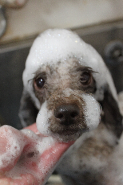 千葉県鎌ケ谷市のトイプードルのシャンプー画像