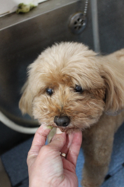 千葉県船橋市のトイプードルの歯磨き画像