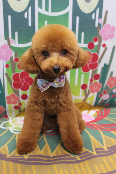 千葉県船橋市のトイプードルのトリミング画像