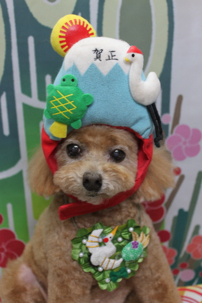 千葉県鎌ケ谷市のトイプードルのトリミング画像