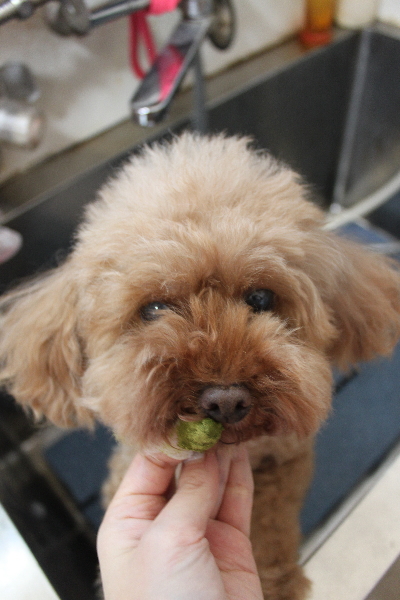 神奈川県横浜市のトイプードルの歯磨き画像
