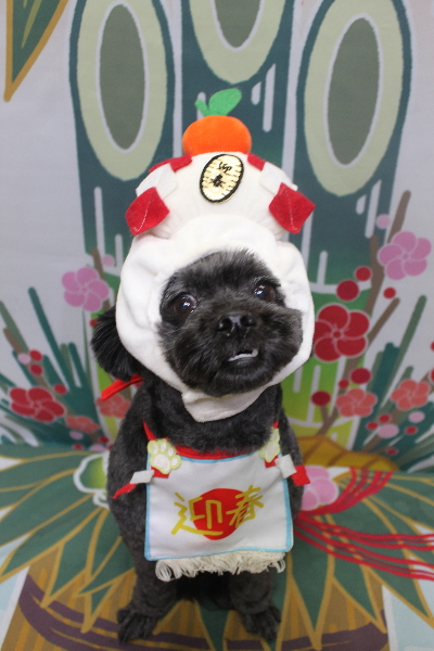 千葉県船橋市ミックス犬のトリミング画像