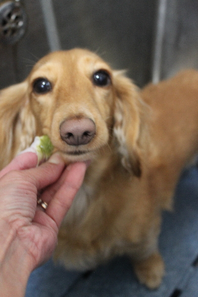 千葉県船橋市のミニチュアダックスの歯磨き画像