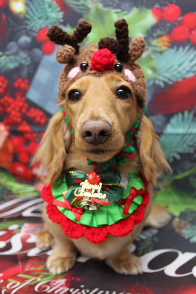 千葉県船橋市のミニチュアダックスのトリミング画像