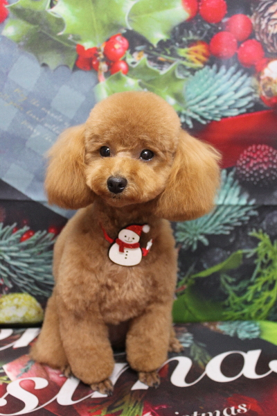 千葉県松戸市のトイプードルのトリミング画像