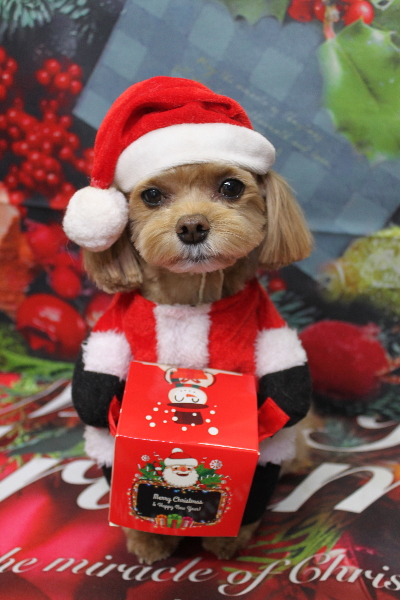 千葉県船橋市のミックス犬のトリミング画像