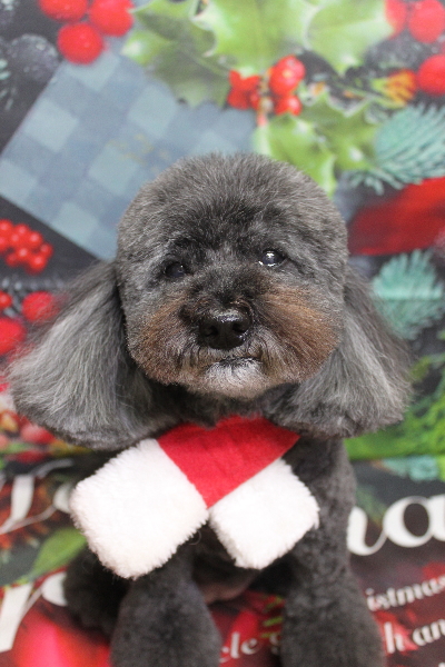 千葉県印西市のトイプードルのトリミング画像