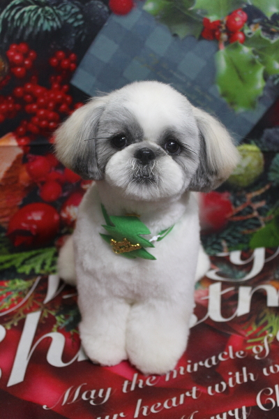 千葉県松戸市のシーズーのトリミング画像