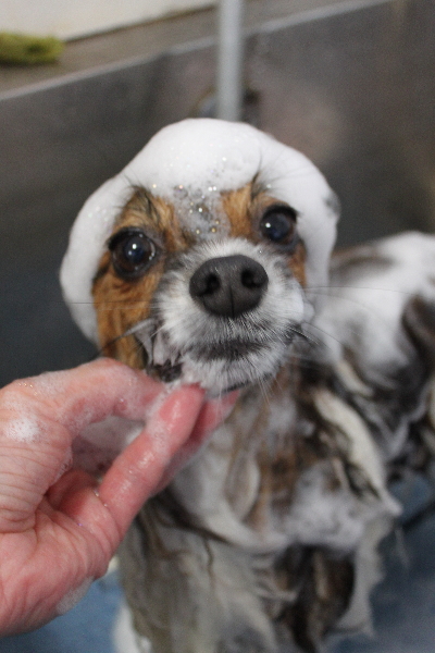 千葉県鎌ヶ谷市のパピヨンのシャンプー画像