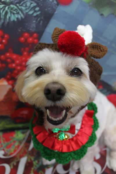 千葉県鎌ケ谷市のミックス犬のトリミング画像