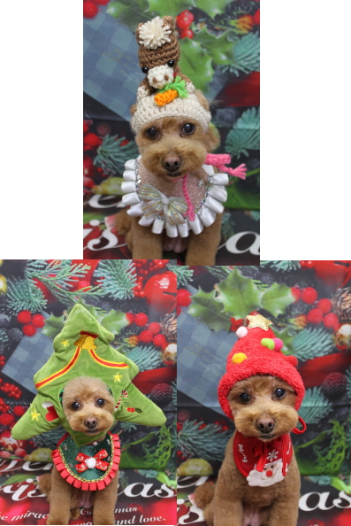 千葉県船橋市のトイプードルのトリミング画像