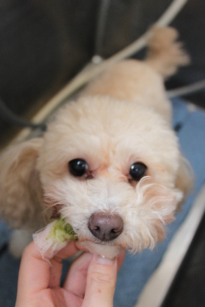 千葉県船橋市のトイプードルの歯磨き画像