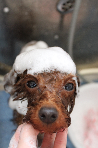 千葉県八千代市のトイプードルのシャンプー画像