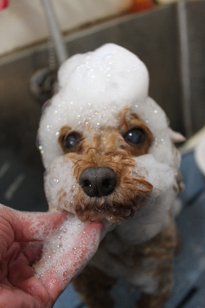 千葉県船橋市のトイプードルのシャンプー画像