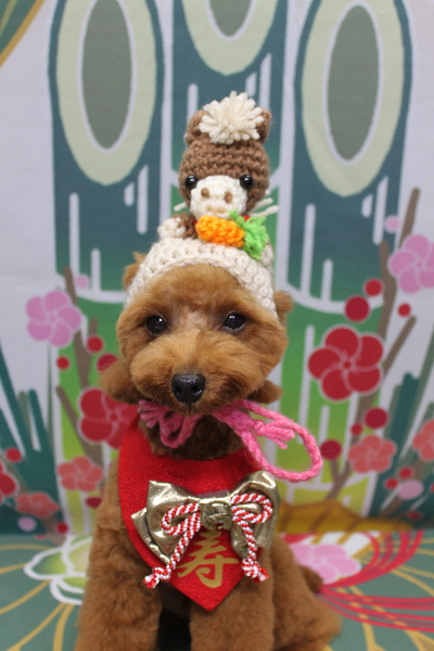 千葉県船橋市のトイプードルのトリミング画像