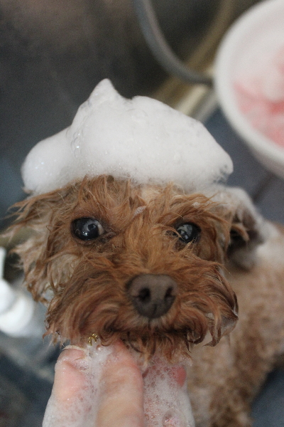 神奈川県横浜市のトイプードルのシャンプー画像