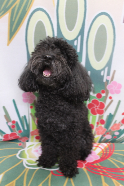 千葉県船橋市のトイプードルのトリミング前画像