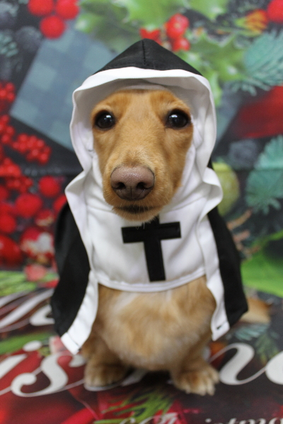 千葉県船橋市のミニチュアダックスのトリミング画像