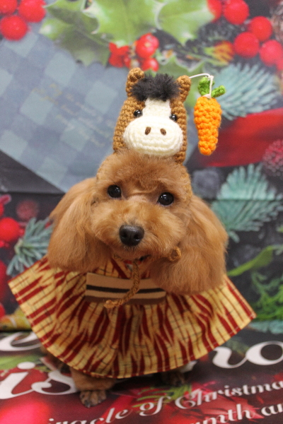 千葉県松戸市のトイプードルのトリミング画像