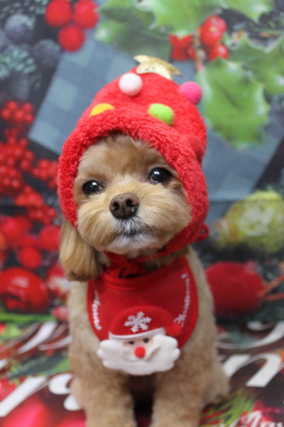千葉県船橋市のミックス犬のトリミング画像