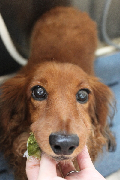 千葉県鎌ケ谷のミニチュアダックスの歯磨き画像
