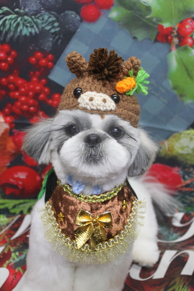 千葉県松戸市のシーズーのトリミング画像