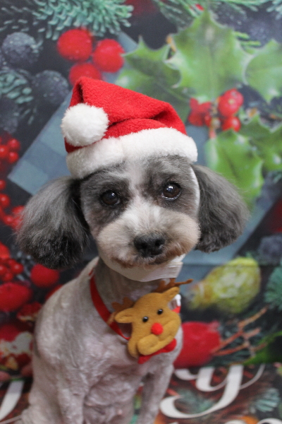 千葉県船橋市のトイプードルのトリミング画像