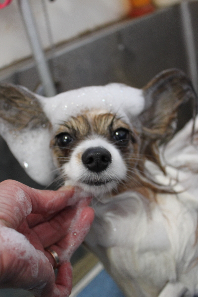 千葉県鎌ヶ谷市のパピヨンのシャンプー画像