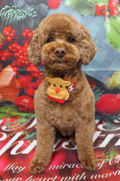 千葉県鎌ケ谷市トイプードルのトリミング画像